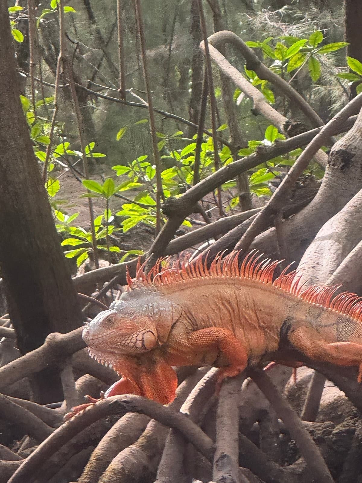 Iguana at Oleta River Outdoor Center in North Miami Beach