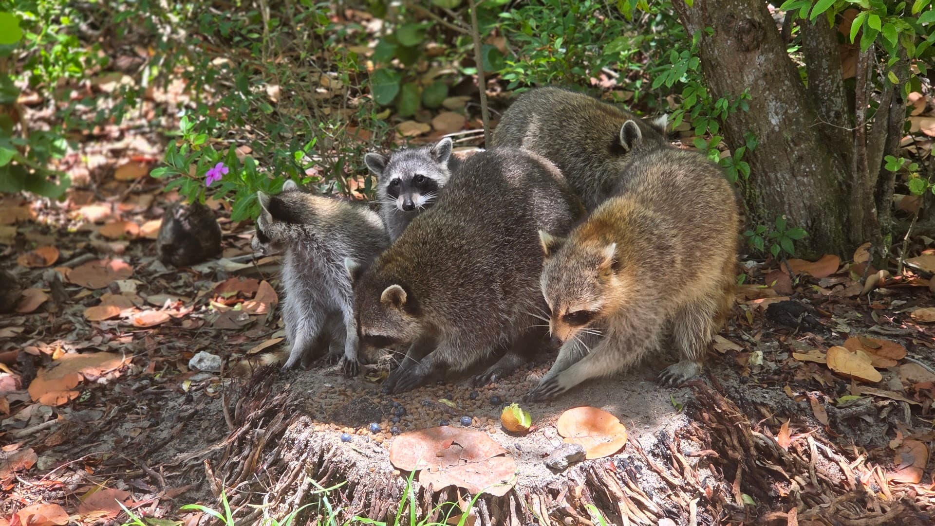 Raccoons at Oleta River Outdoor Center, North Miami Beach
