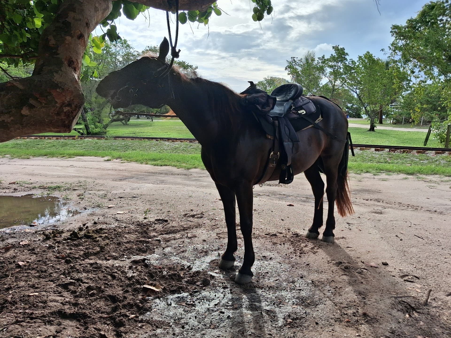 Horse at Palomino Ranch & Tours LLC in Miami