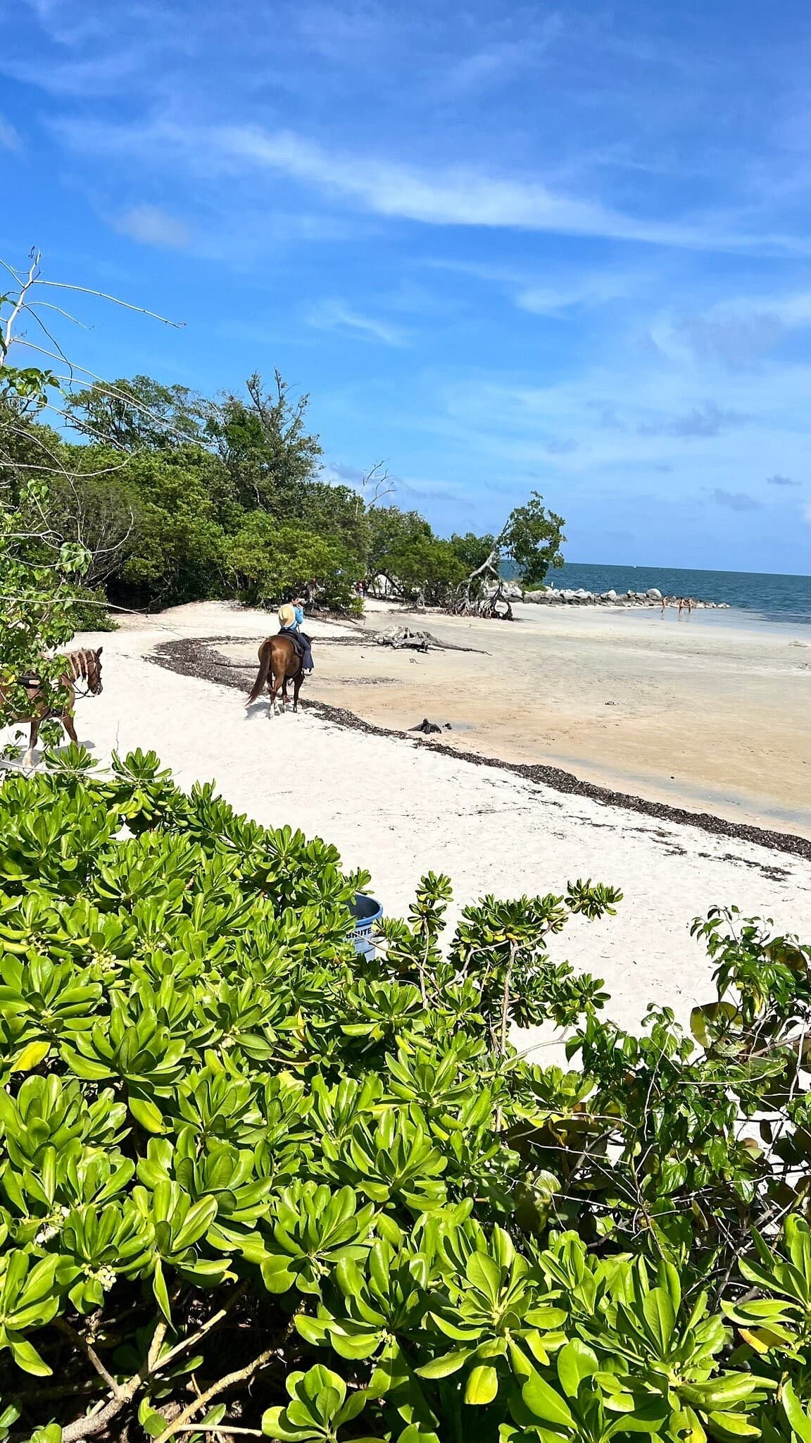 Palomino Ranch & Tours LLC beach view in Miami