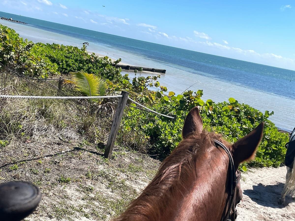 Scenic view from Palomino Ranch & Tours LLC in Miami