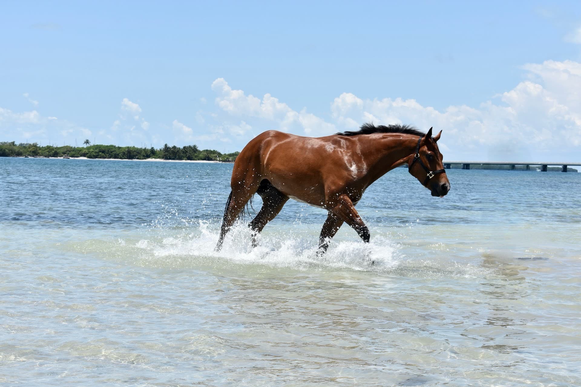 Horse walking in water at Palomino Ranch, Miami