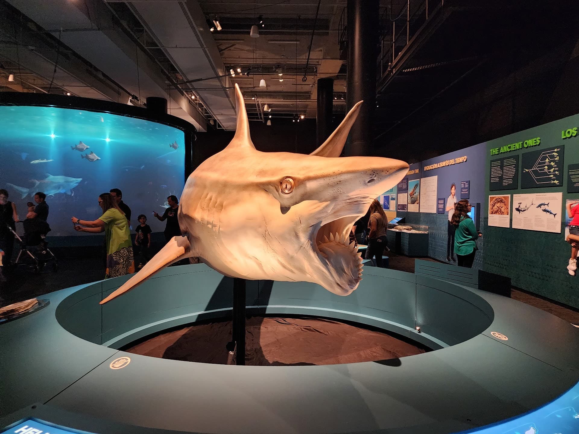 Frost Museum of Science exhibit showcasing a large shark model in Miami