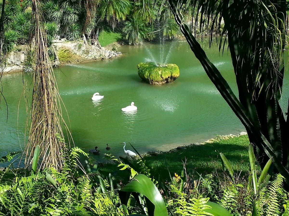 Pinecrest Gardens serene outdoor landscape with swans