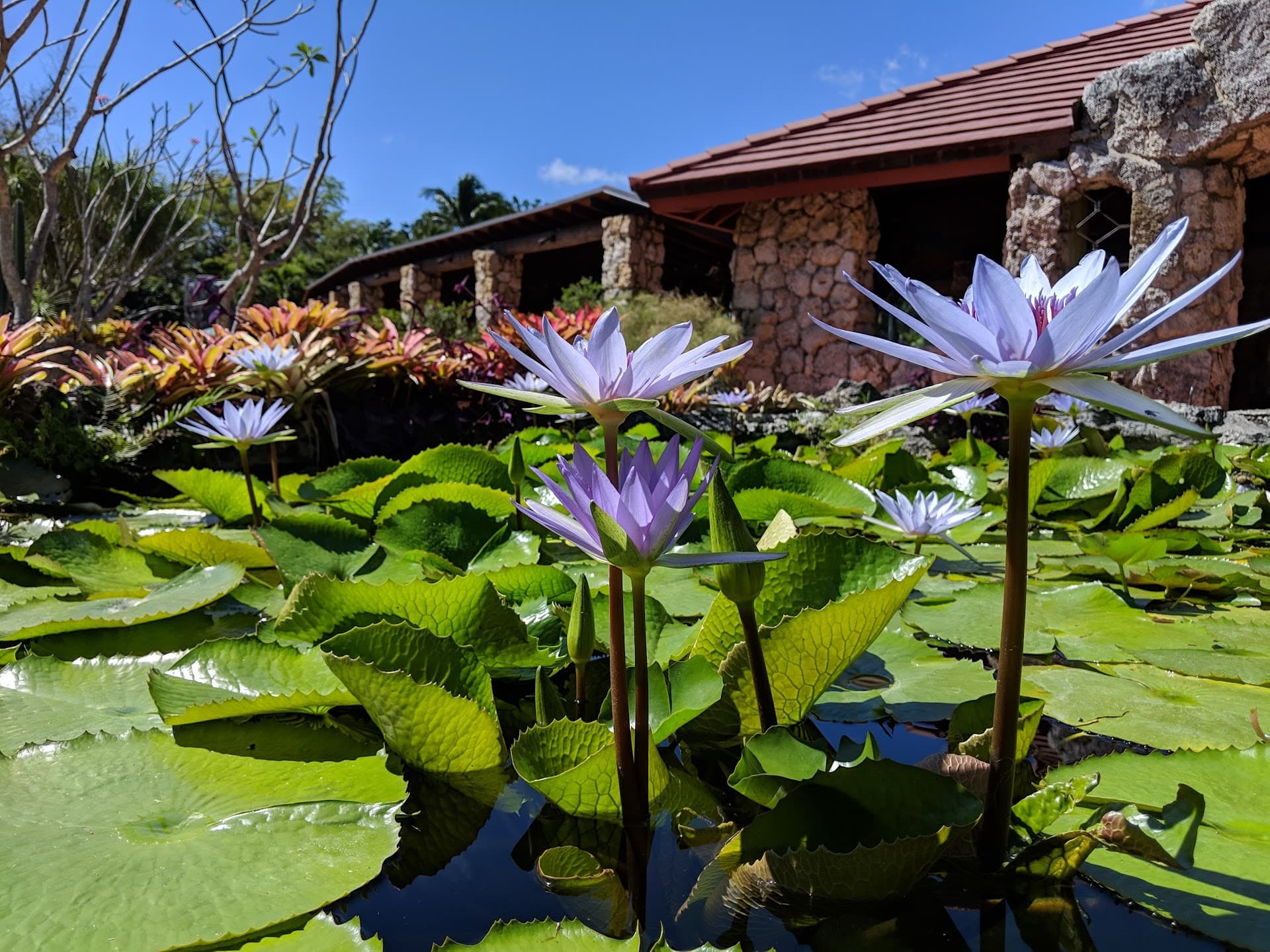 Water lilies at Pinecrest Gardens in Miami