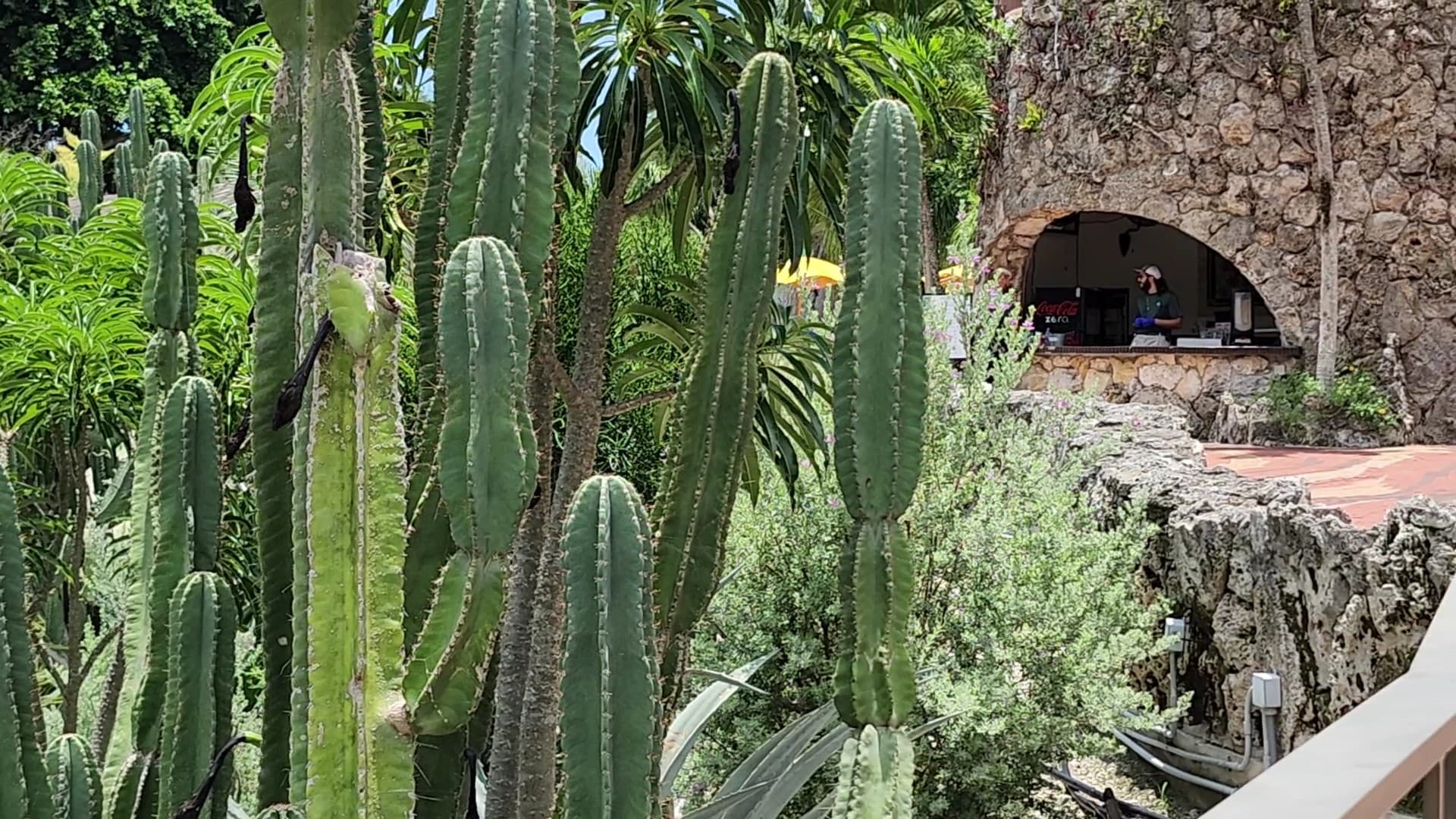 Cacti and lush greenery at Pinecrest Gardens