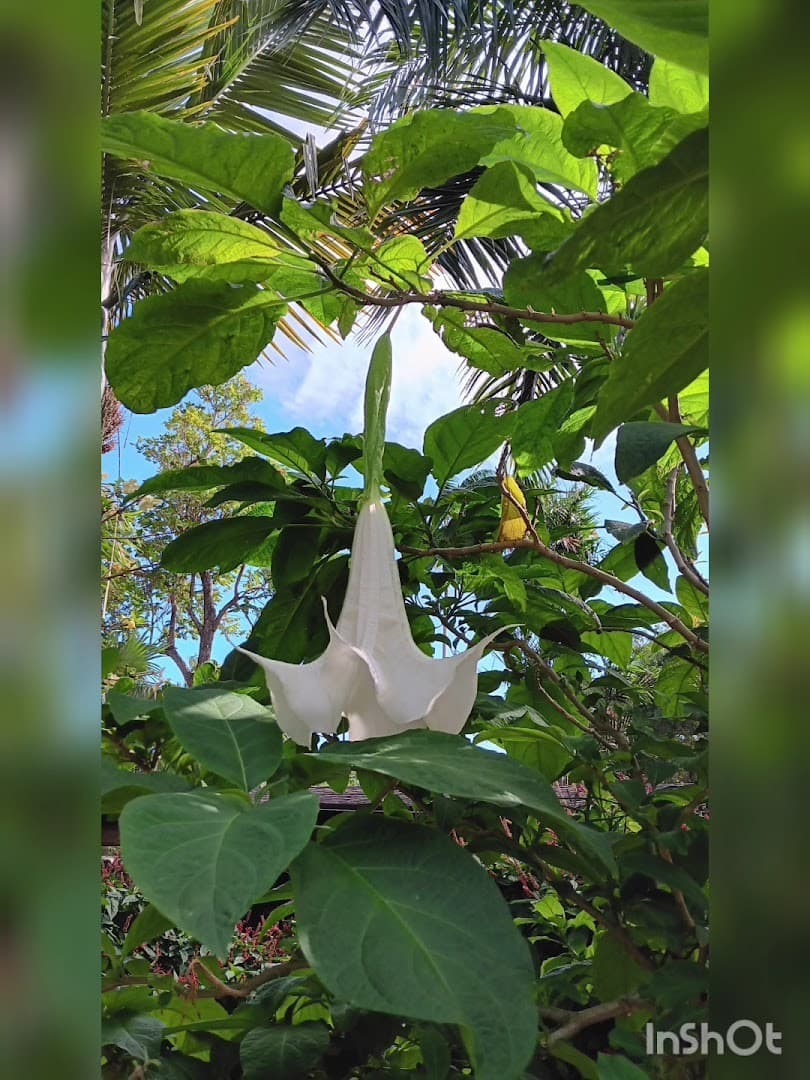 Beautiful white flower at Pinecrest Gardens