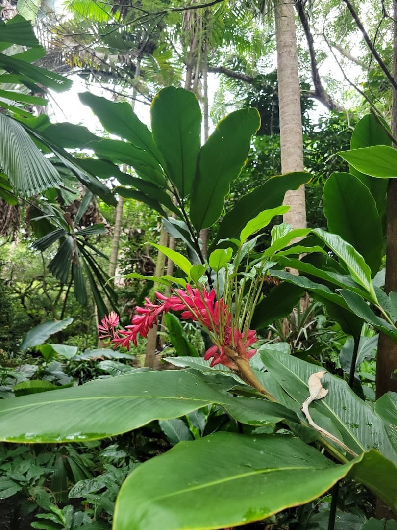 Lush greenery at Pinecrest Gardens in Miami