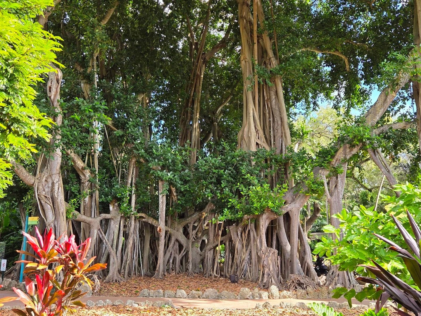 Banyan trees at Pinecrest Gardens in Miami