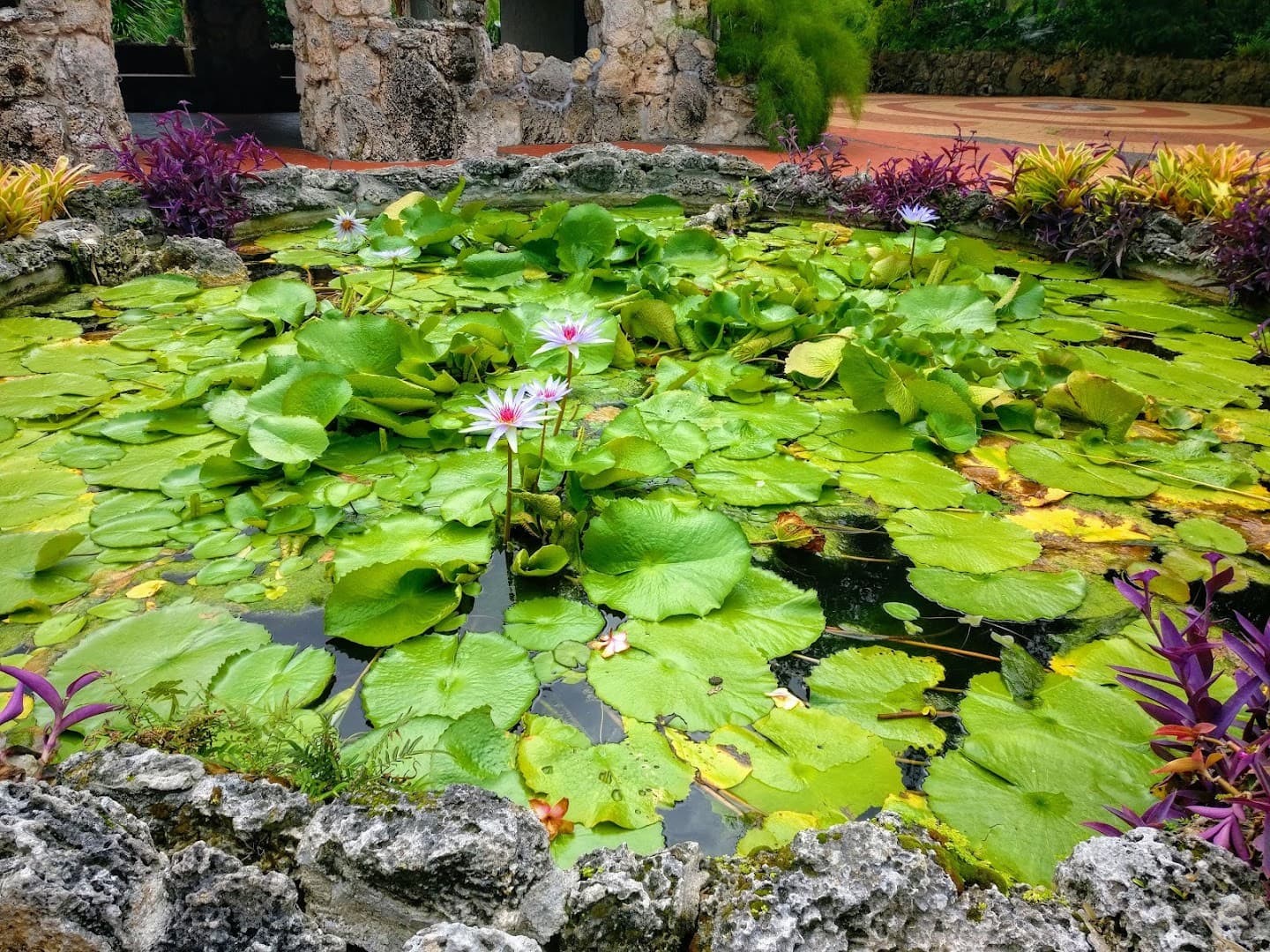 Lily pond at Pinecrest Gardens in Miami