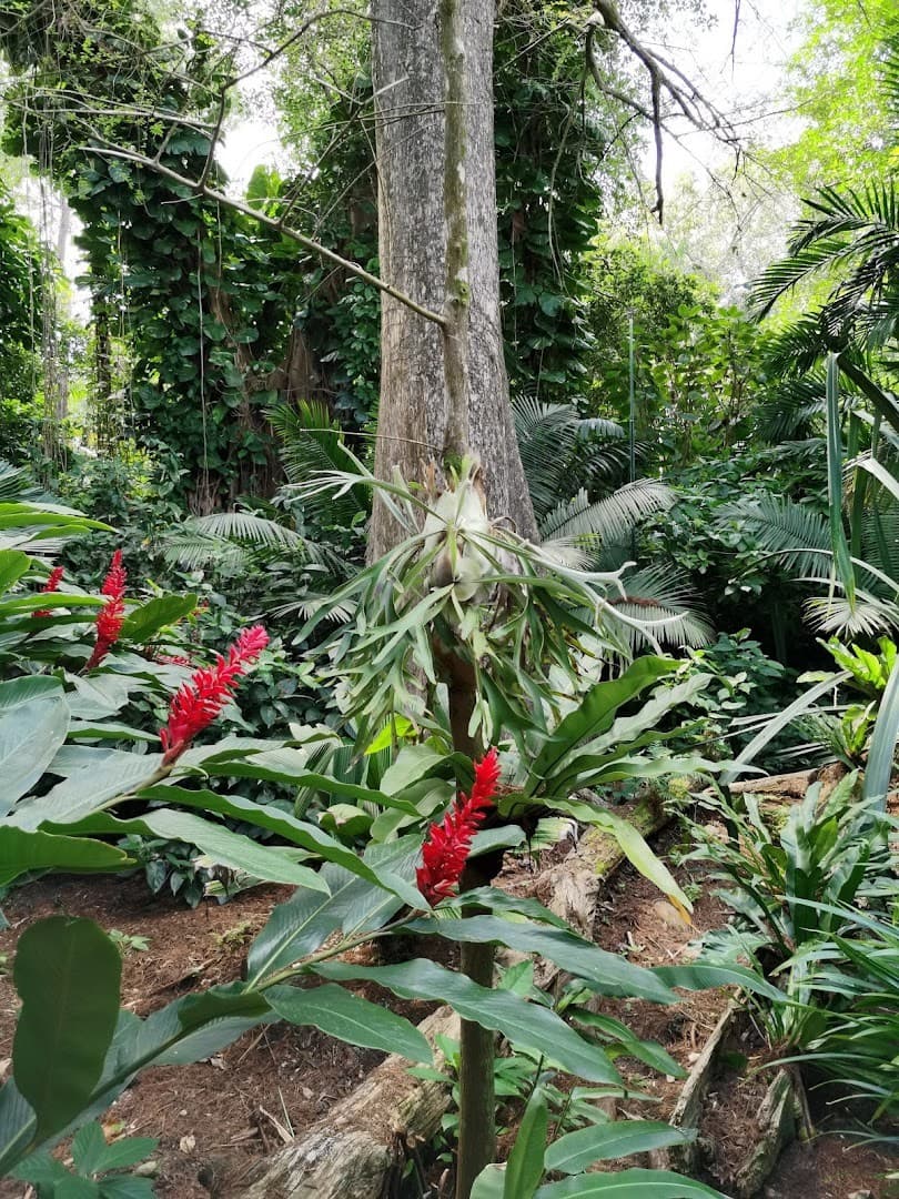 Lush greenery at Pinecrest Gardens in Miami