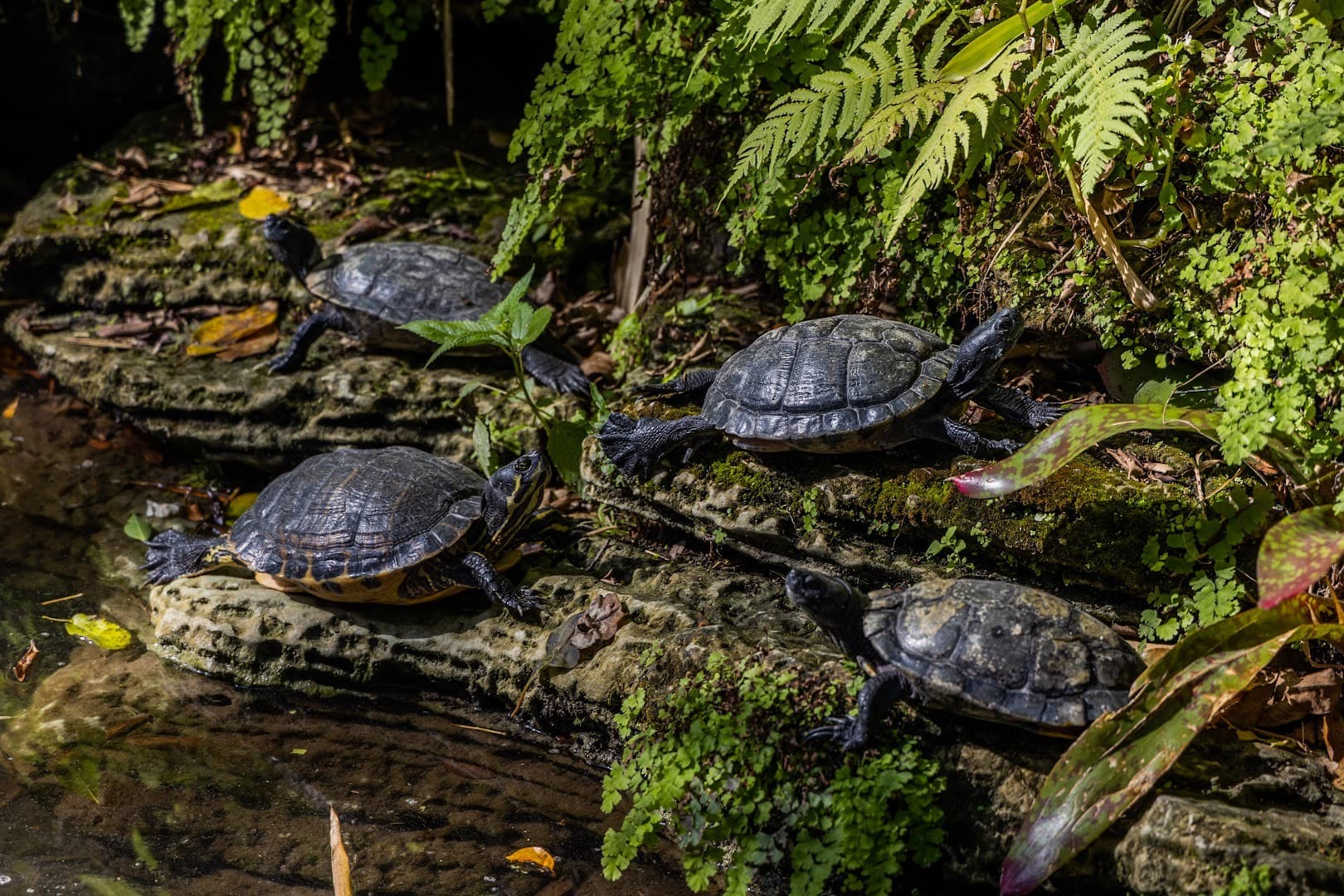 Turtles at Pinecrest Gardens in Miami