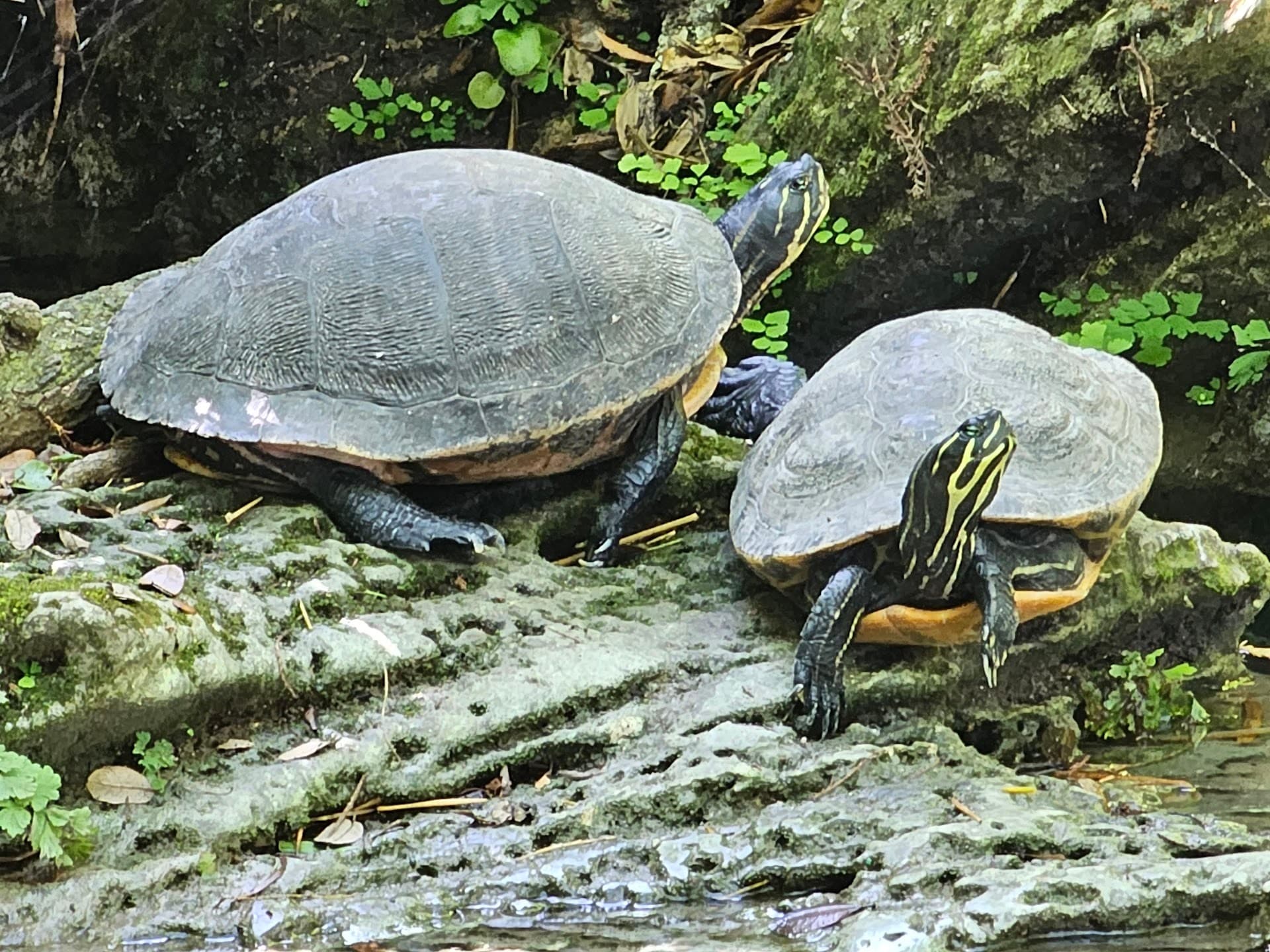 Turtles at Pinecrest Gardens in Miami