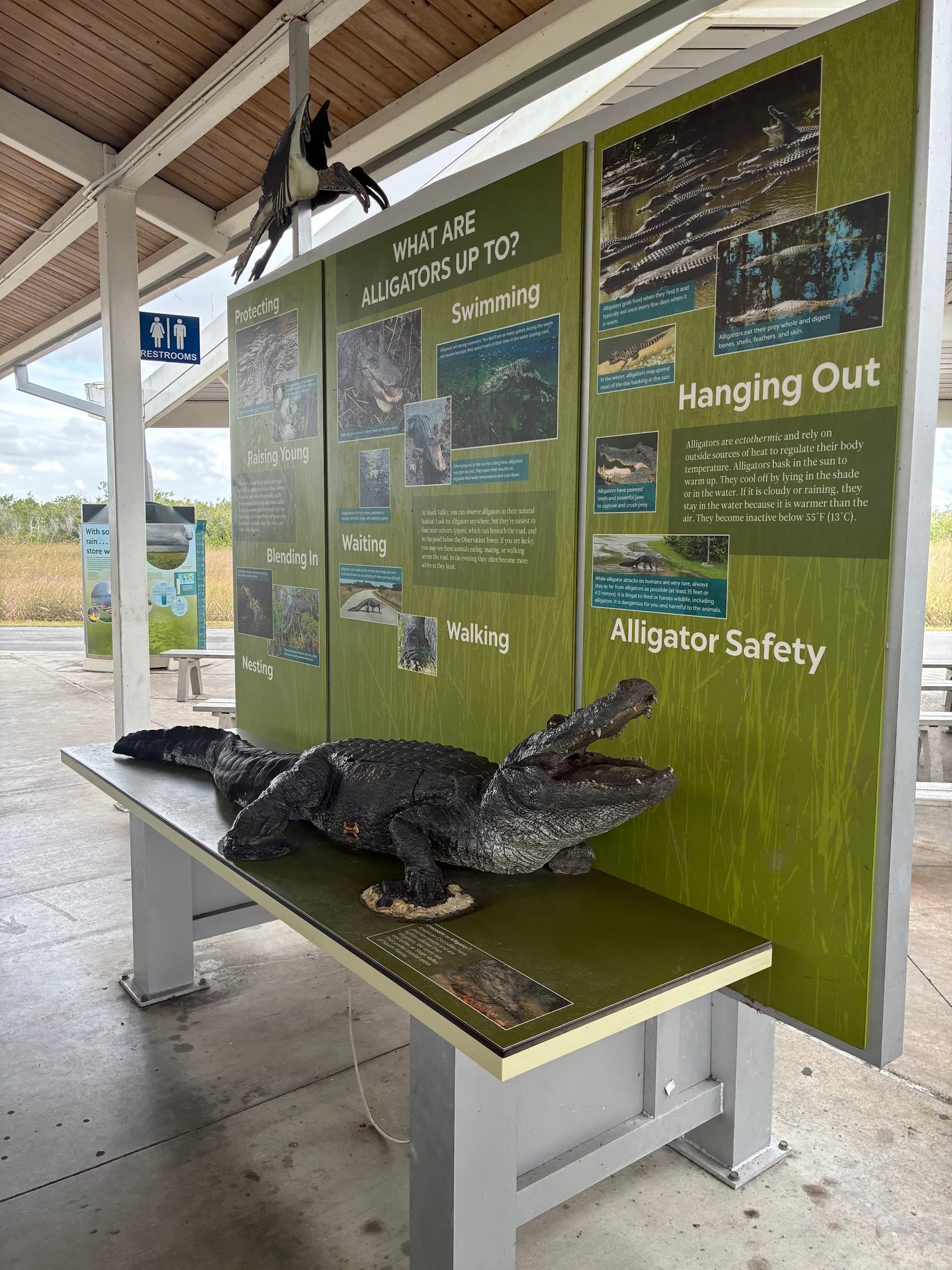 Alligator exhibit at Shark Valley Visitor Center in Miami