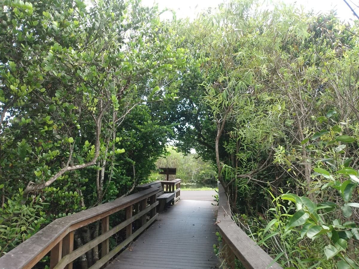 Pathway through lush greenery at Shark Valley Visitor Center, Miami