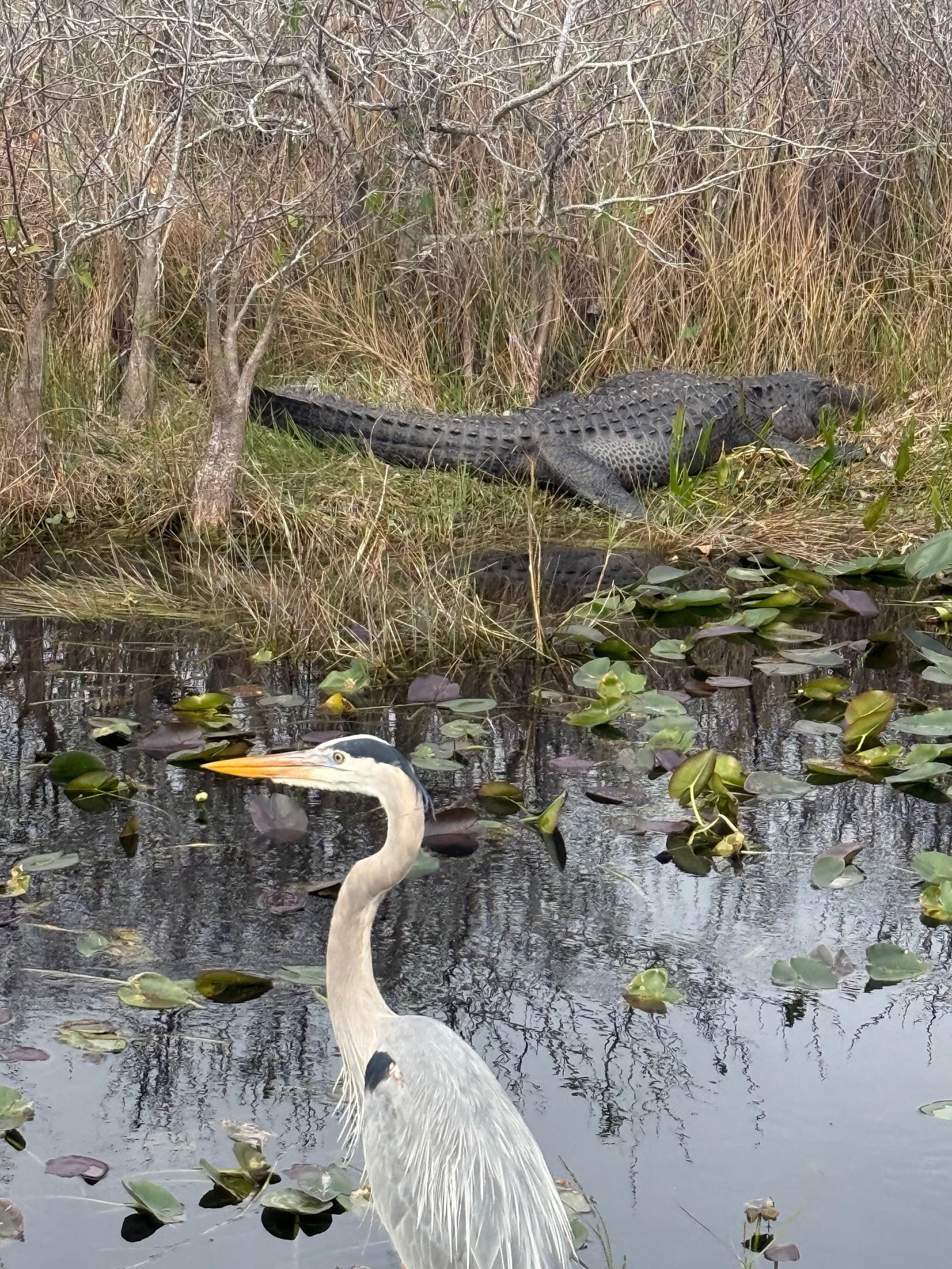 Great blue heron and alligator at Shark Valley Visitor Center, Miami