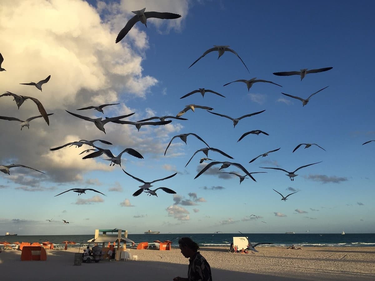 Seagulls flying over Surfside Beach in Miami