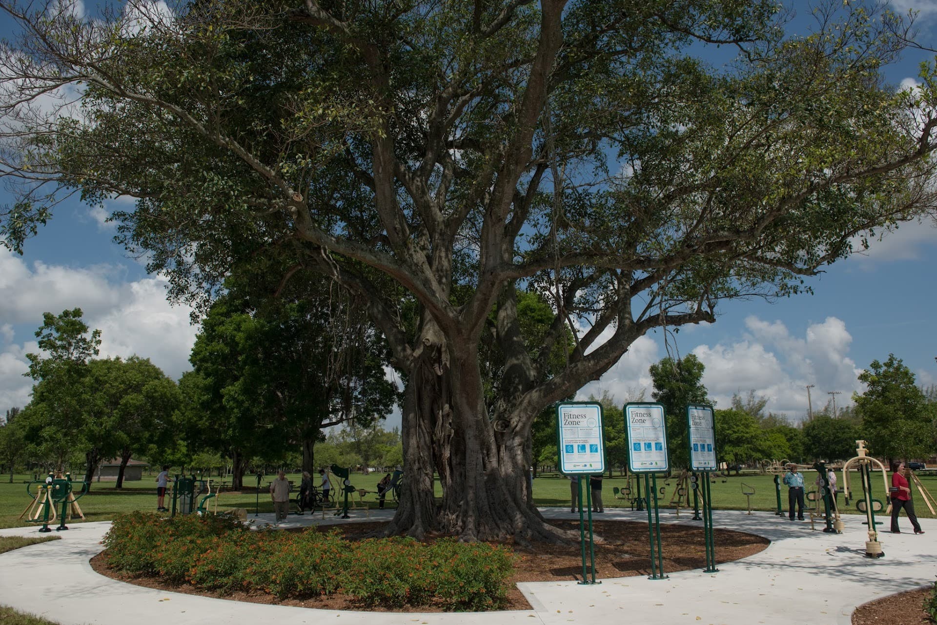 Large tree at Tropical Park in Miami