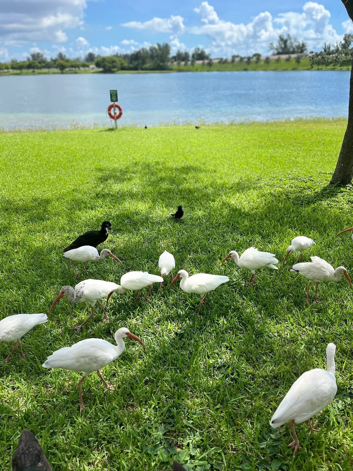 Birds in Tropical Park, Miami