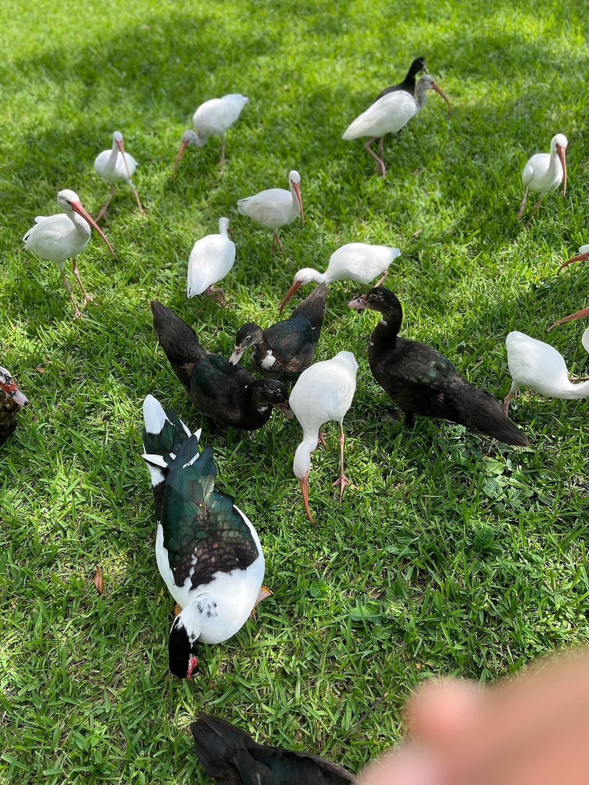 Diverse birds at Tropical Park in Miami