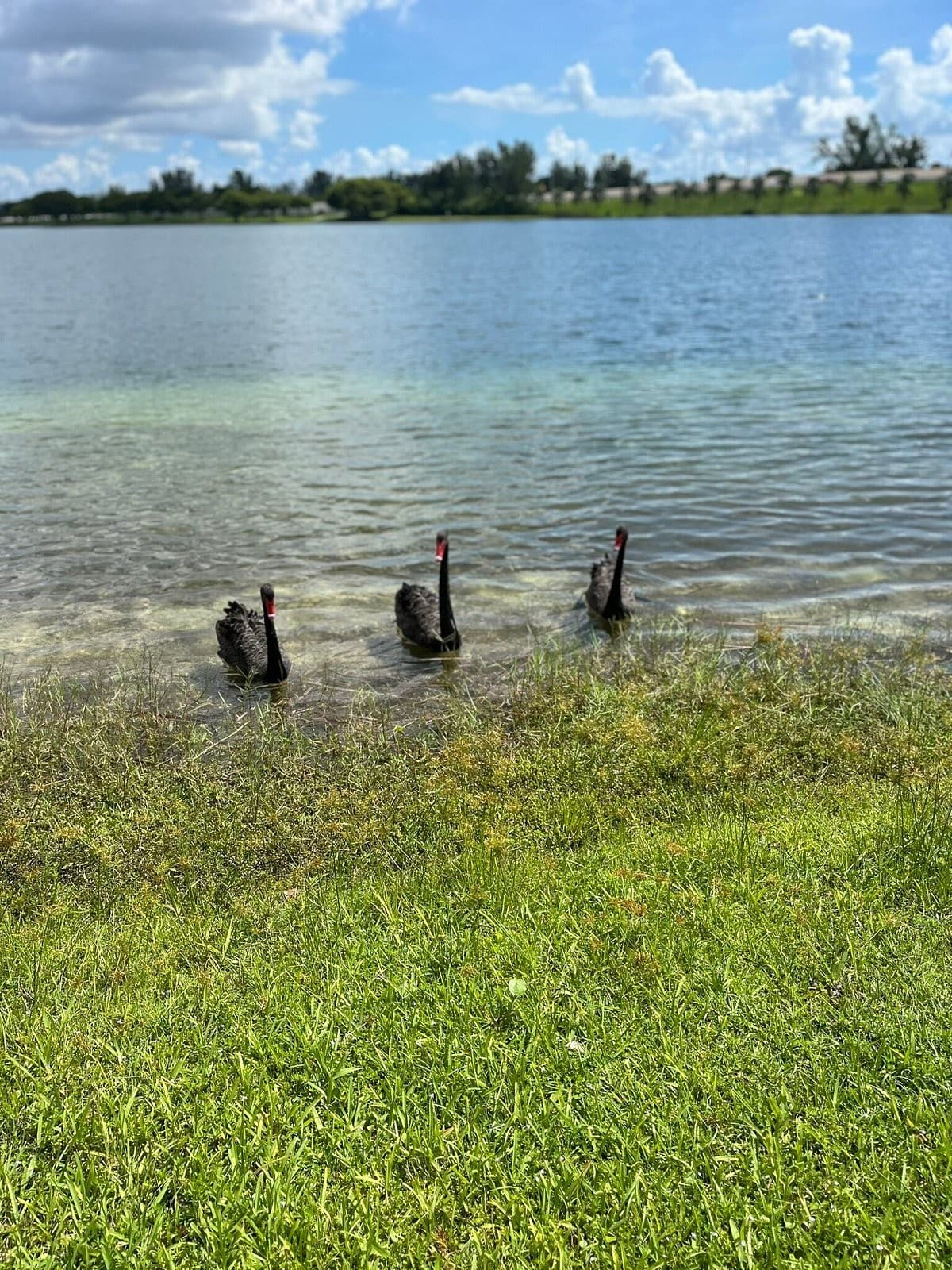 Black swans at Tropical Park in Miami