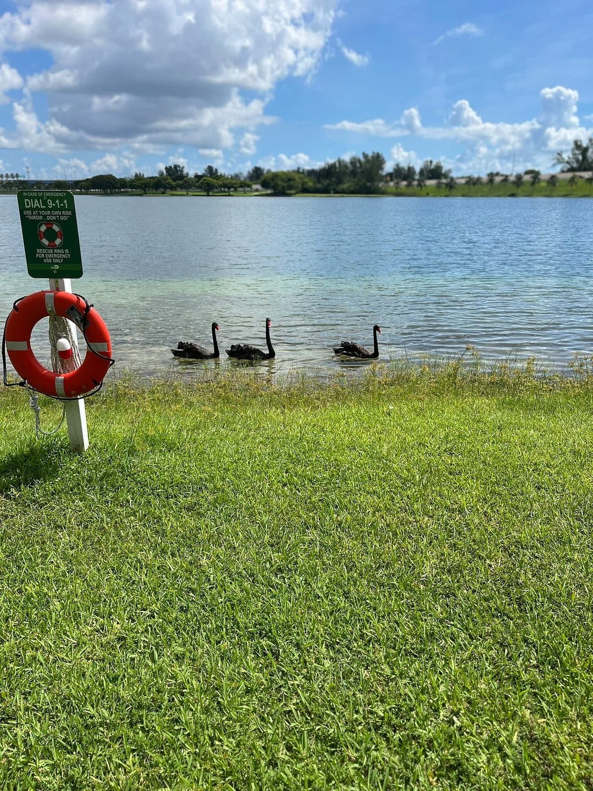 Black swans at Tropical Park in Miami