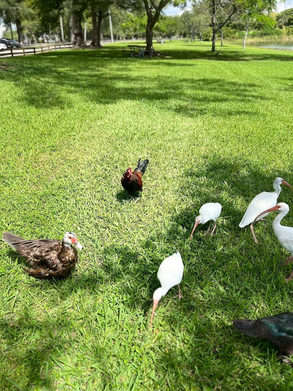 Diverse birds in Tropical Park, Miami