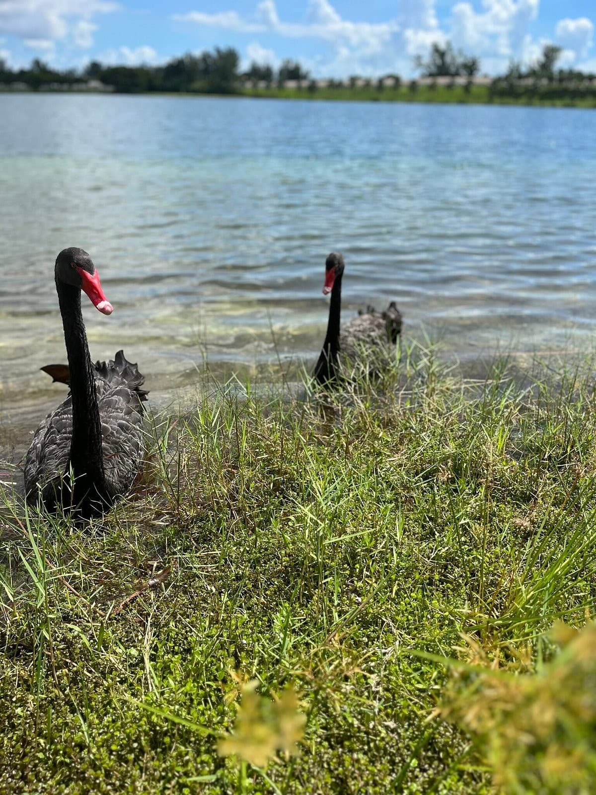 Black swans at Tropical Park in Miami