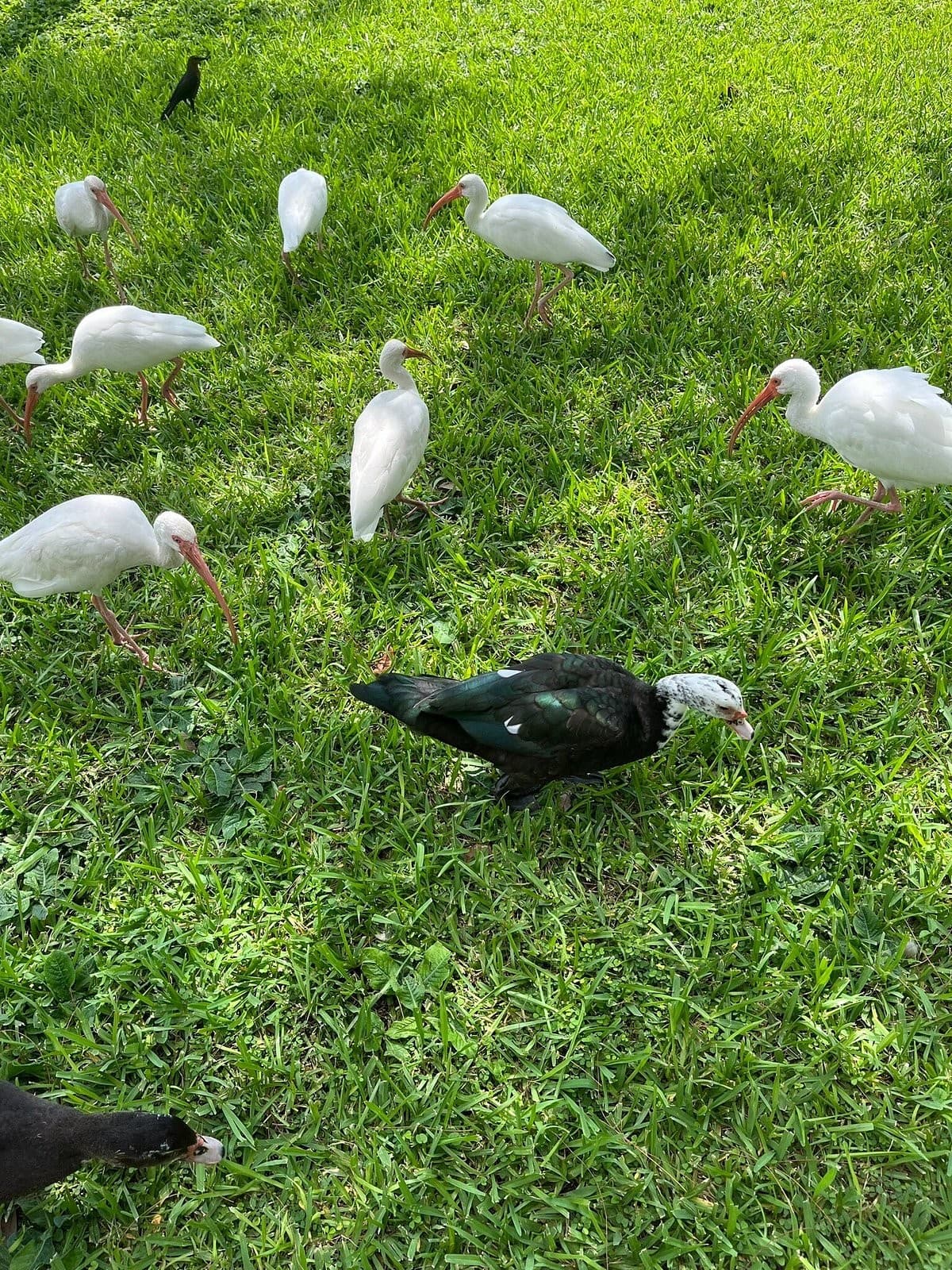 Ibis and duck in Tropical Park, Miami