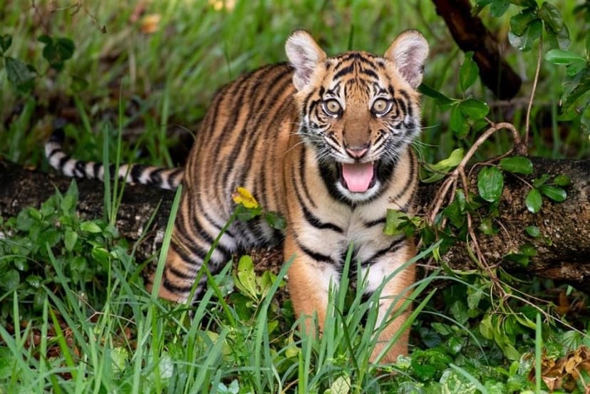 Zoo Objects Zoo Miami – Florida's Largest Tropical Zoo | MiamiExplore