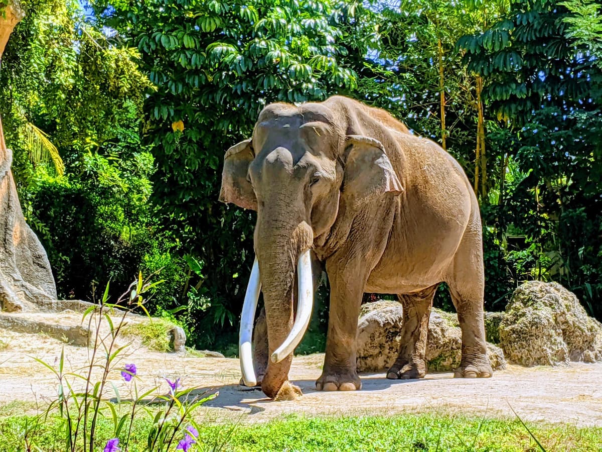 Zoo Objects Zoo Miami – Florida's Largest Tropical Zoo | MiamiExplore